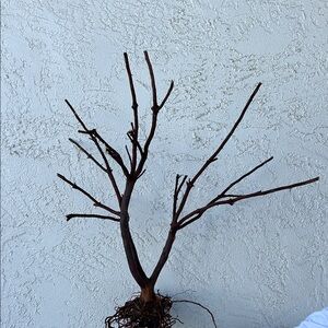 Decorative Bare Manzanita Branches